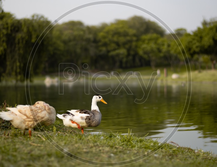 Birds at the main lake, Raj Ghat
