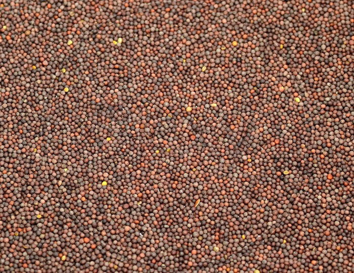 Black Mustard Seeds Filled Background