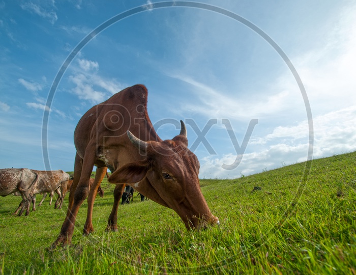 Cows grazing on lush grass fields Or Green Terrains