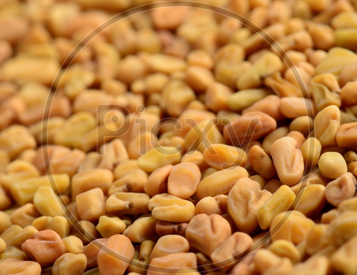 Close up shot of Fenugreek seeds