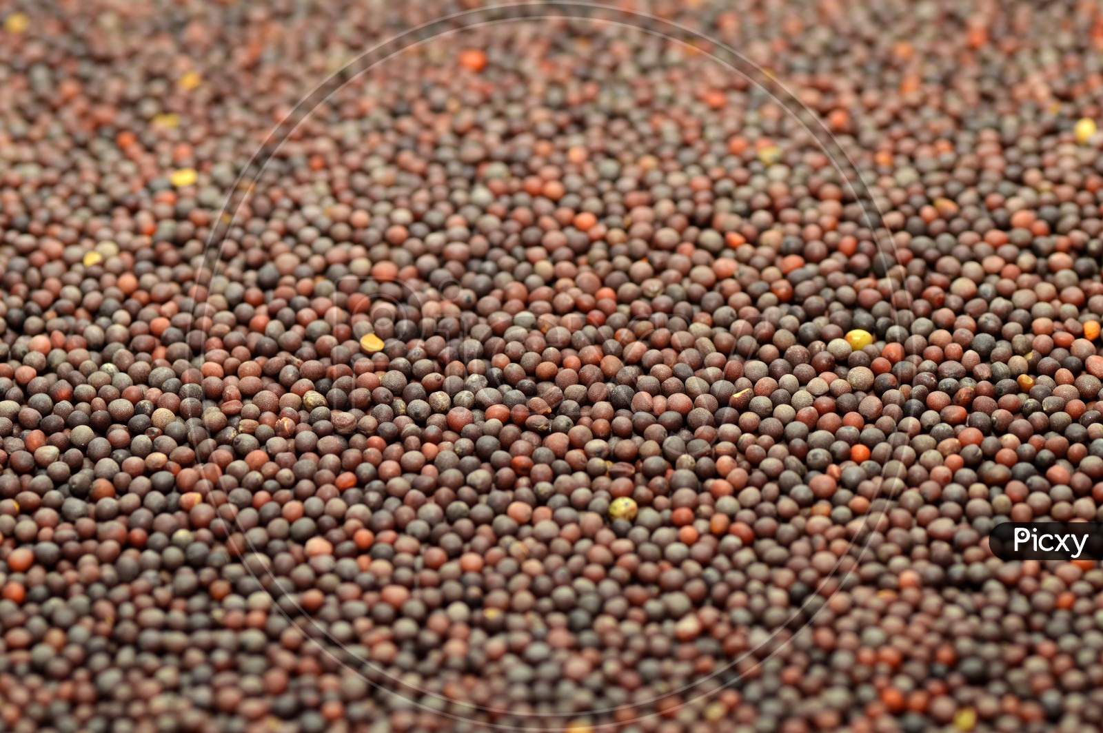Black Mustard Seeds Filled Background