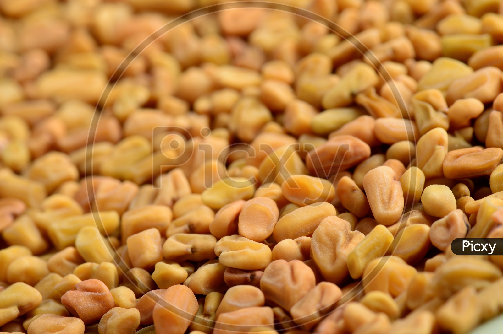 Close up shot of Fenugreek seeds