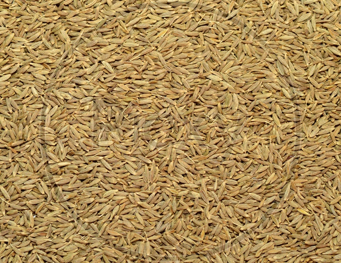 Cumin Seeds or Jeera  Filled Background