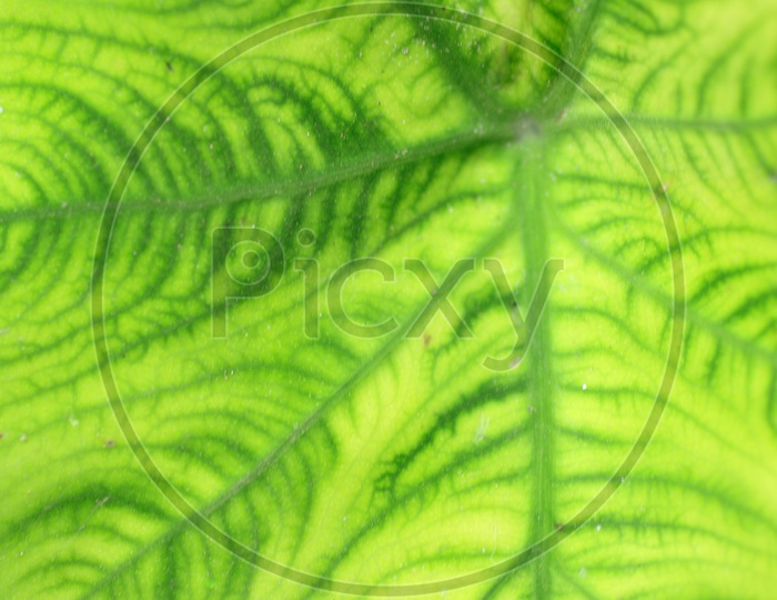 Patterns On The Fresh  Green Leaf  Filled Background