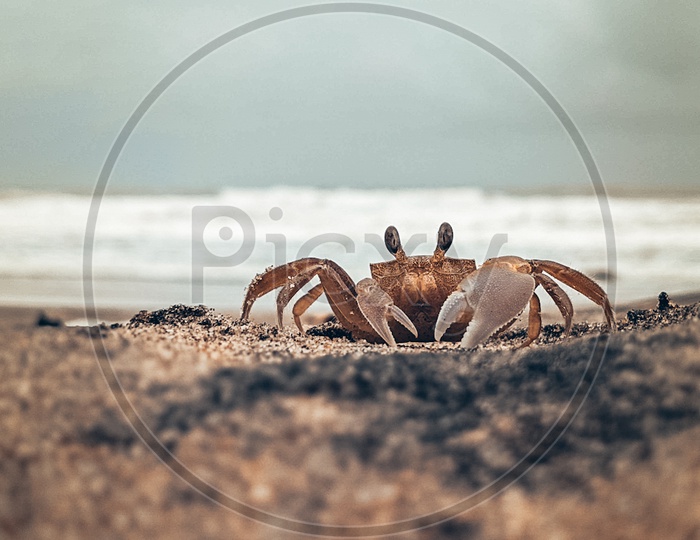 Crabie