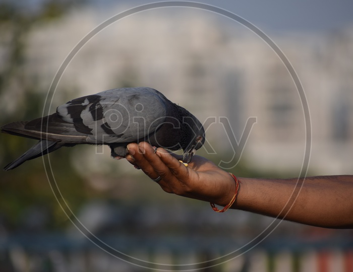 A Man Feeding Pigeon on His Hand