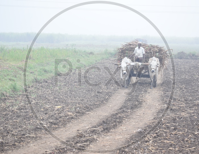 A Farmer  Carrying The Fresh Load Of Sugar Cane Yield On a Bullock Cart  in Rural Village Agricultural Fields
