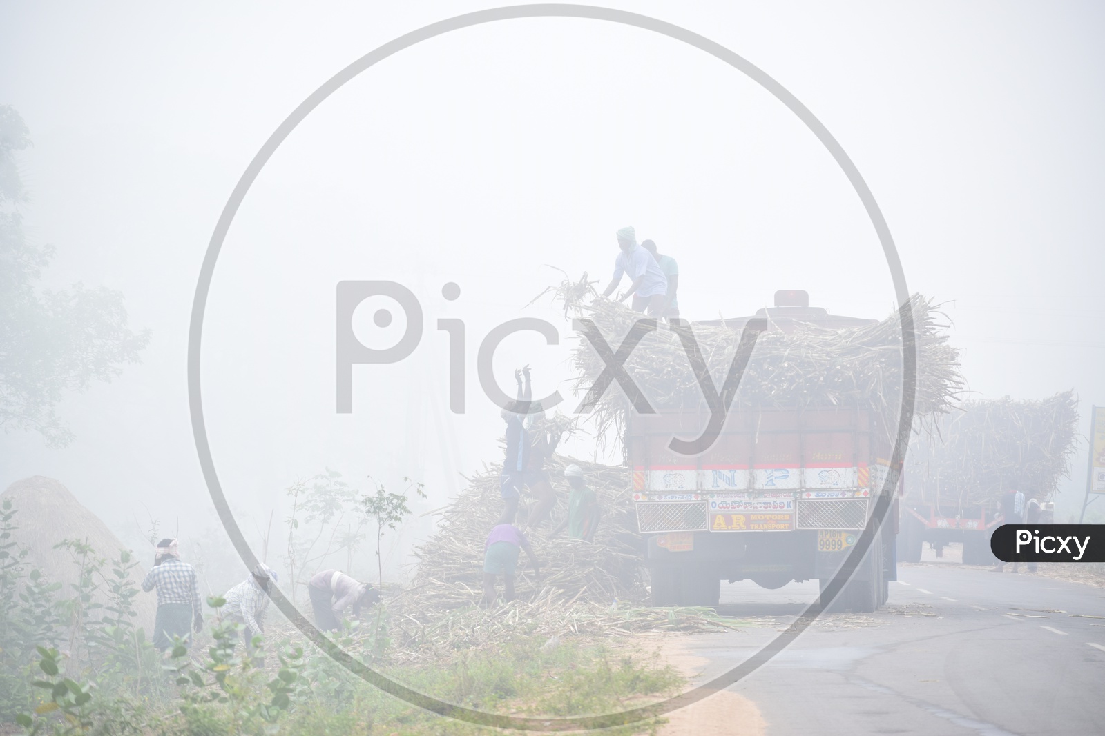Farmers loading The Sugarcane Yield  On a Foggy Morning