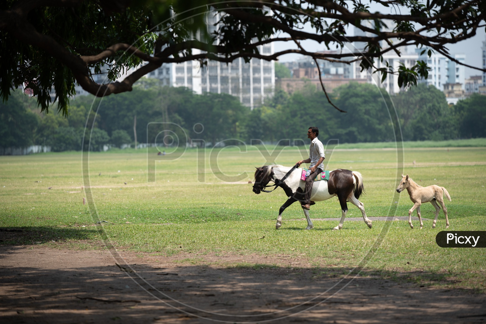 A Man Riding On His Horse At Maidan in Kolkata