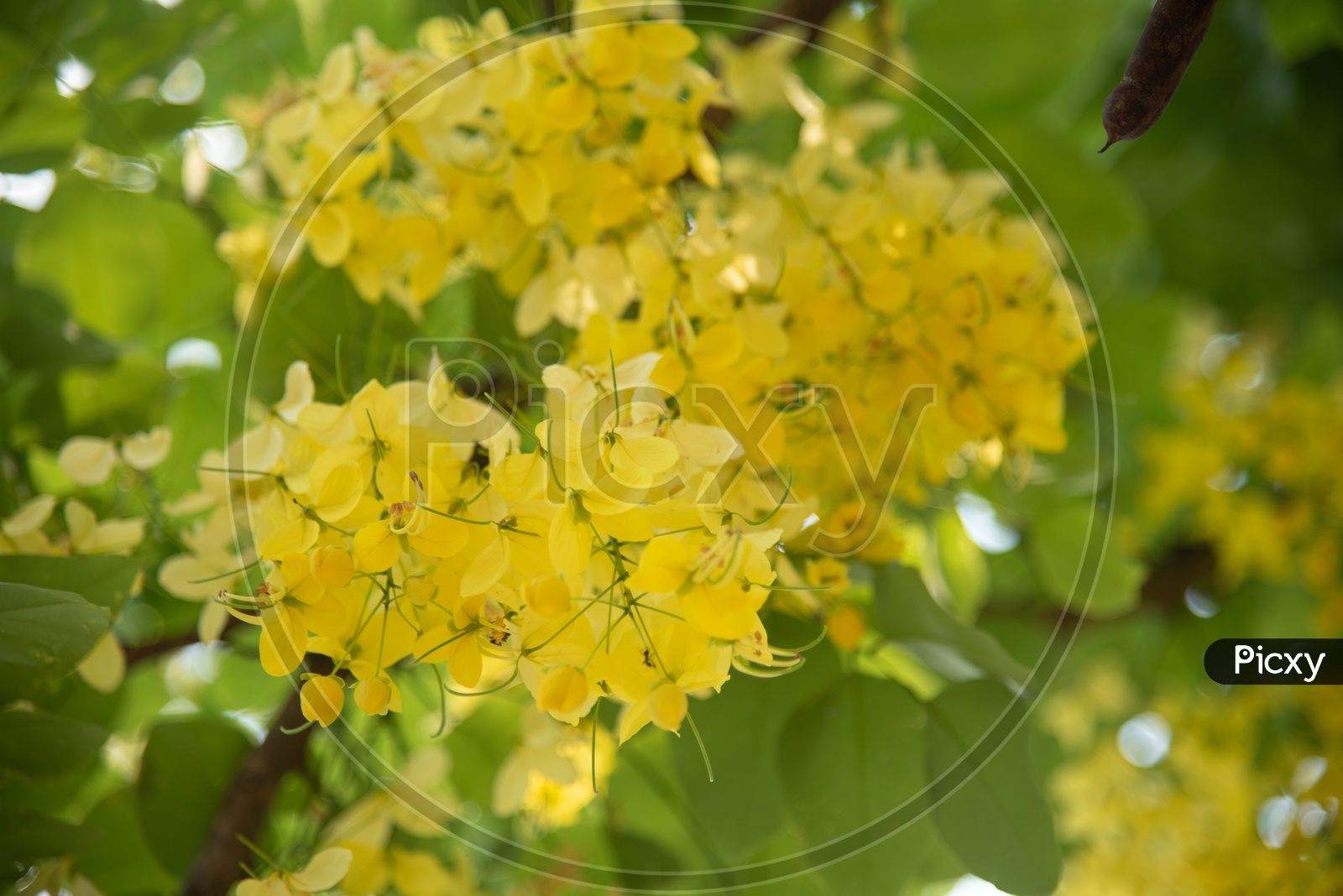 Golden Shower Or Cassia Fistula Flowers On a tree