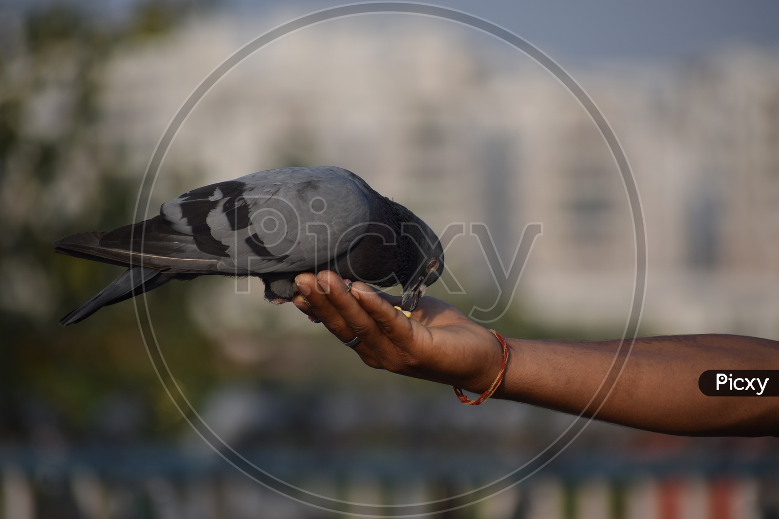 A Man Feeding Pigeon on His Hand