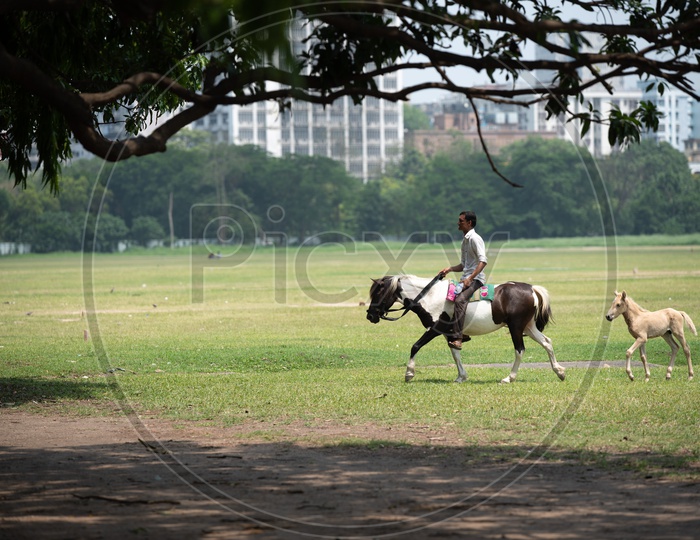 A Man Riding On His Horse At Maidan in Kolkata