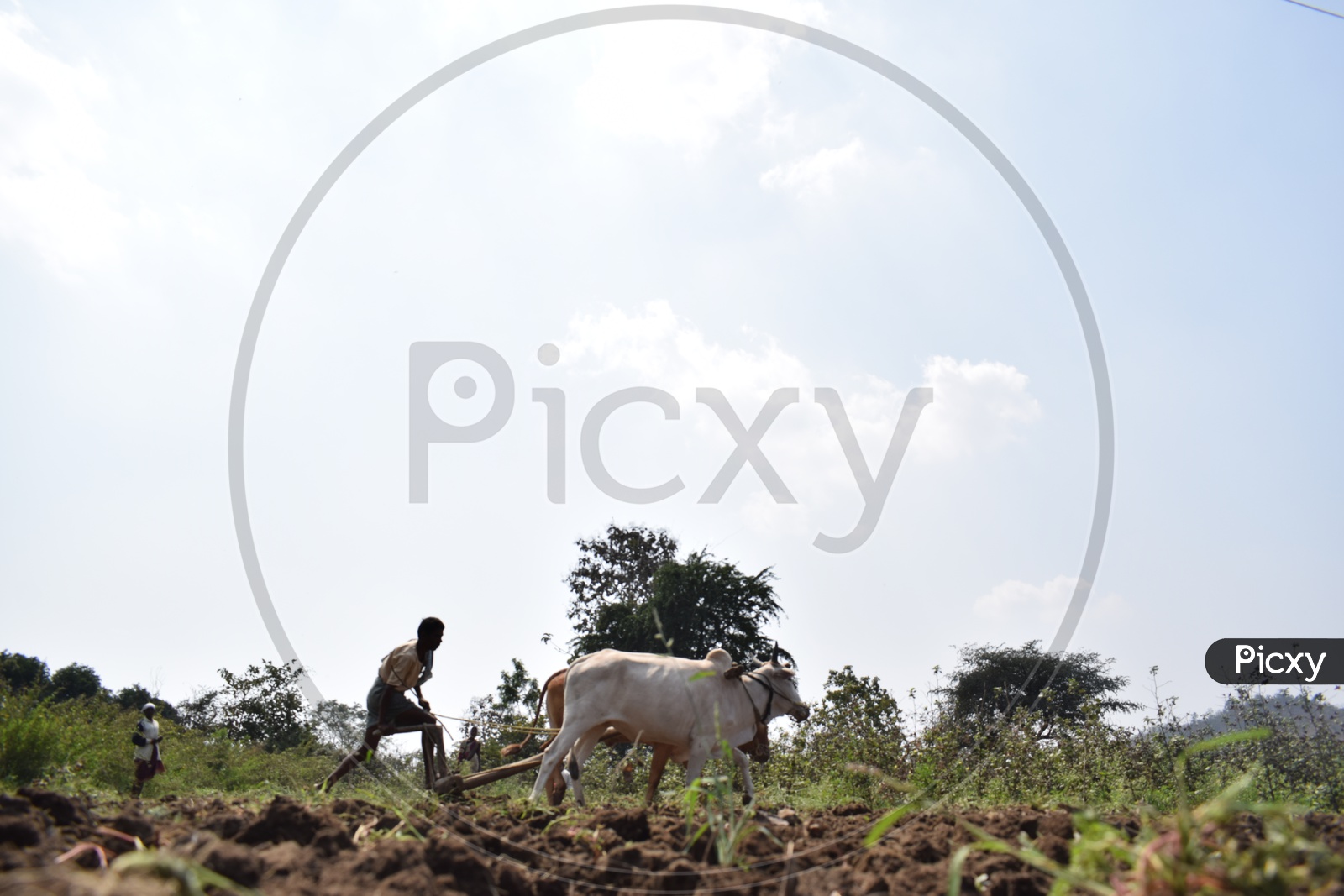 Farmer Ploughing His Agricultural Field  With  Plough And Bullocks