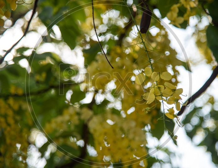 Golden Shower Or Cassia Fistula Flowers On a tree