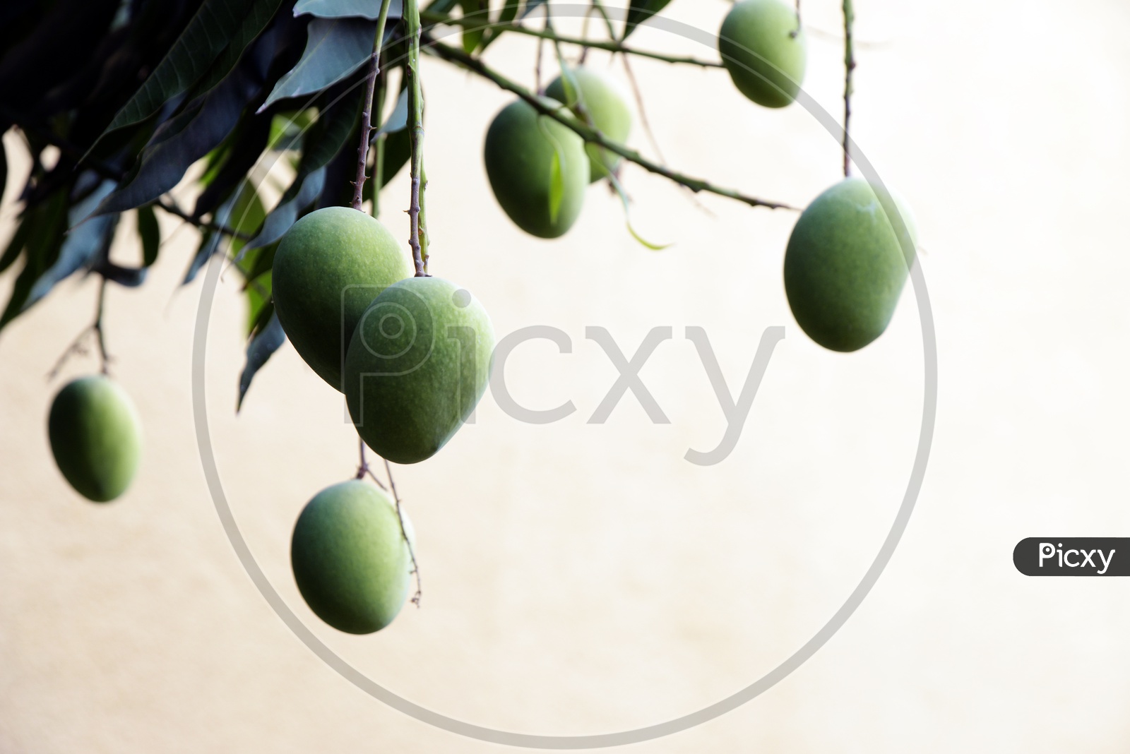 Green mango fruits hanging on a tree