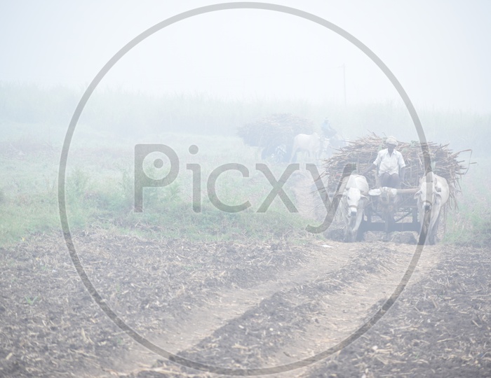 A Farmer  Carrying The Fresh Load Of Sugar Cane Yield On a Bullock Cart  in Rural Village Agricultural Fields