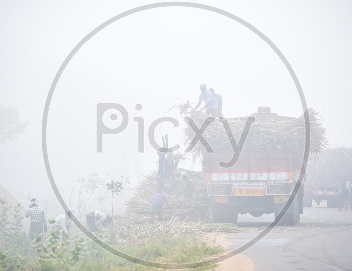 Farmers loading The Sugarcane Yield  On a Foggy Morning