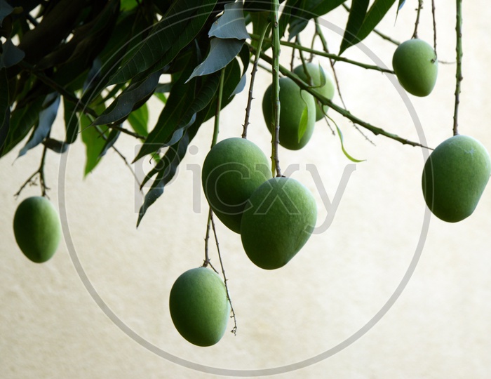 Green mango fruits hanging on a tree