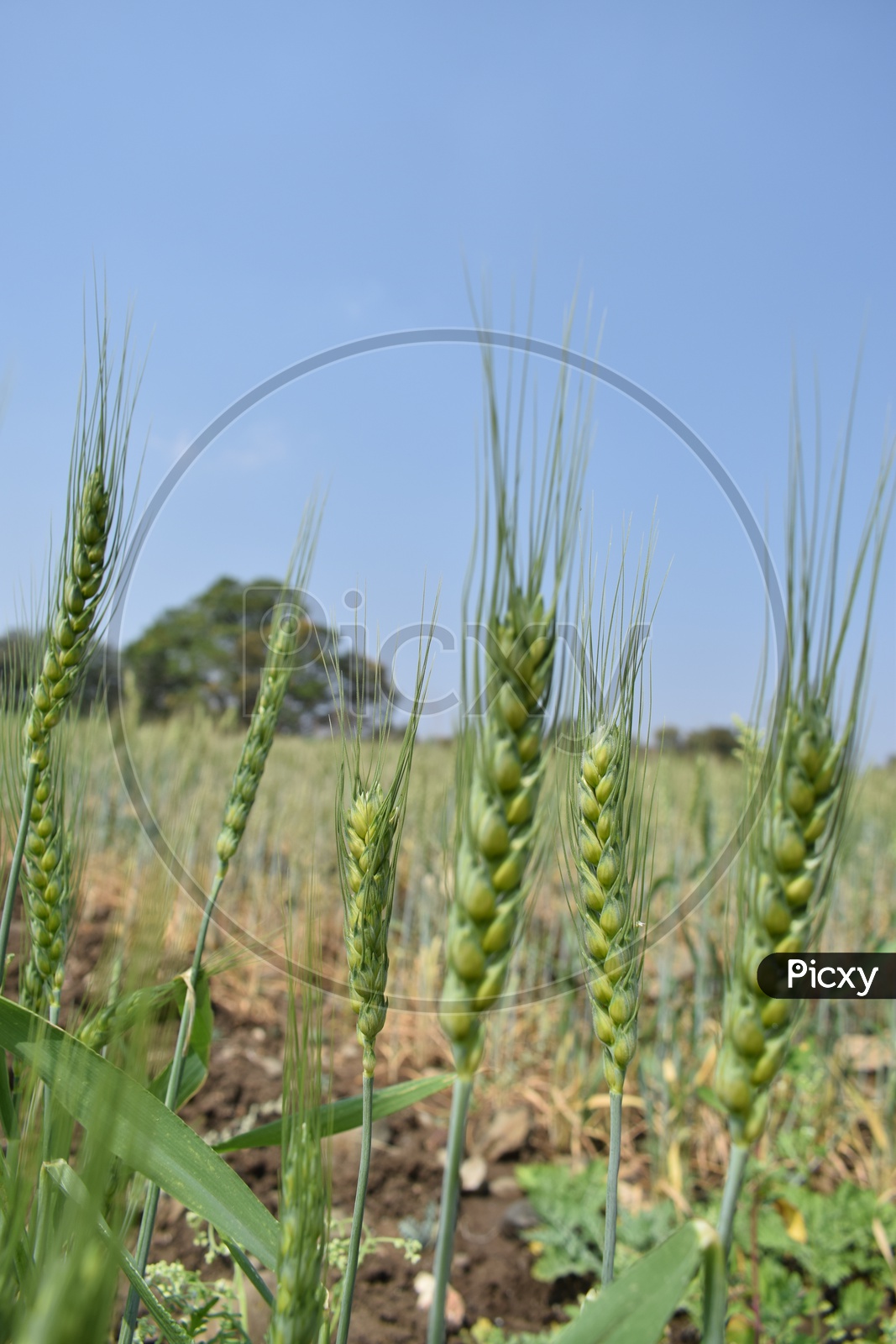 Fresh Young Wheat Ears in An Agricultural Field