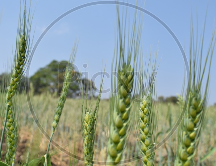 Fresh Young Wheat Ears in An Agricultural Field