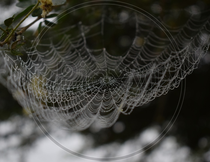 Spider Web  Closeup With Condensed Water Droplets  on It