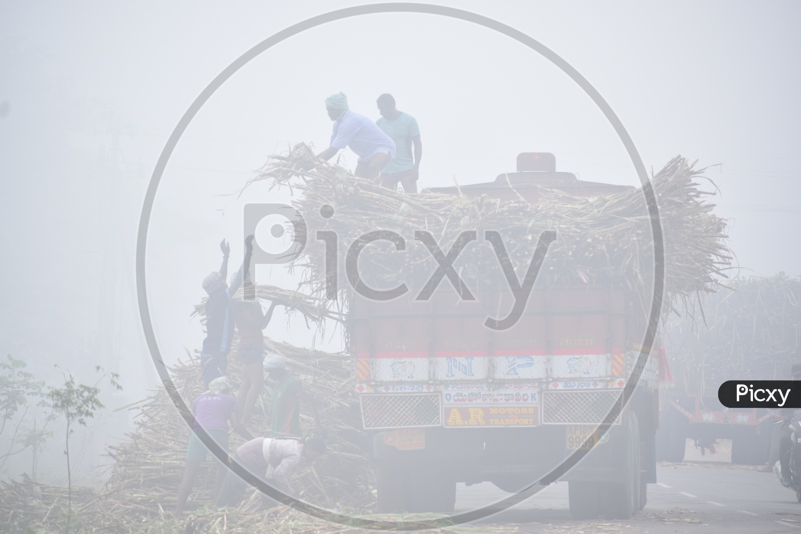 Farmers Loading The Fresh Yield of Sugarcane Into  Trucks Or Lorries On a Foggy Morning
