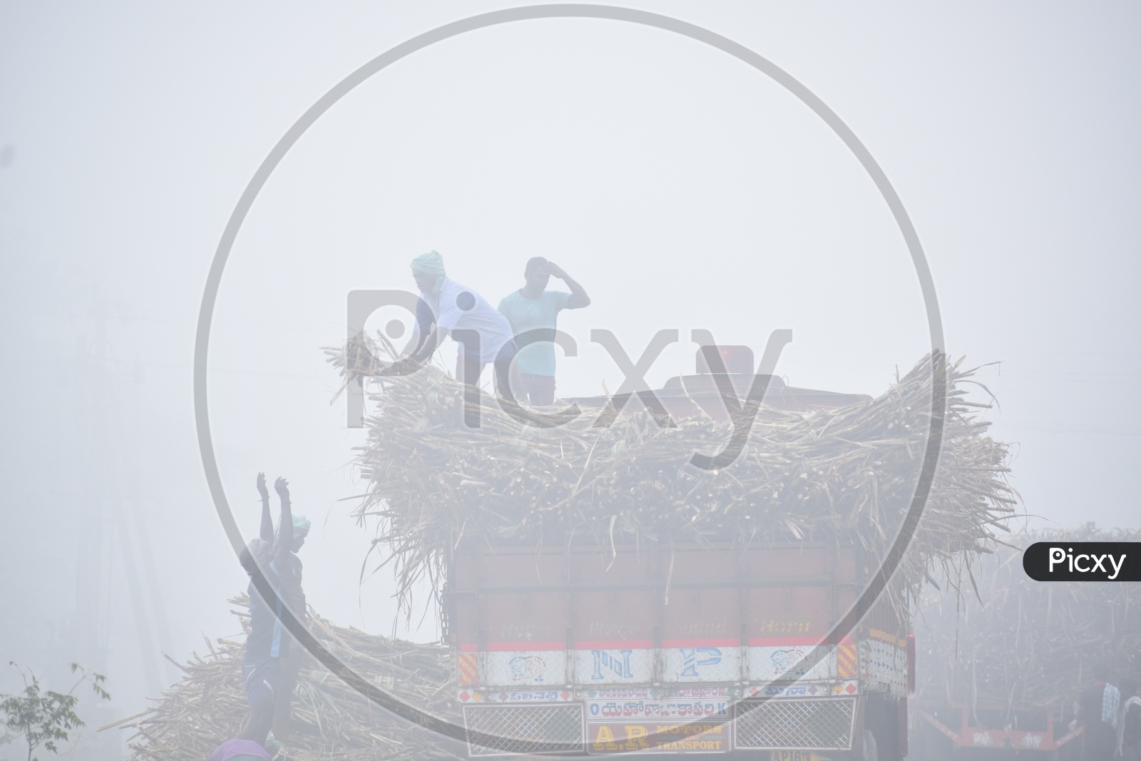 Farmers Loading The Fresh Yield of Sugarcane Into  Trucks Or Lorries On a Foggy Morning