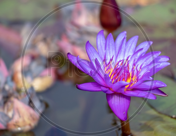 Purple Water Lilly Flower