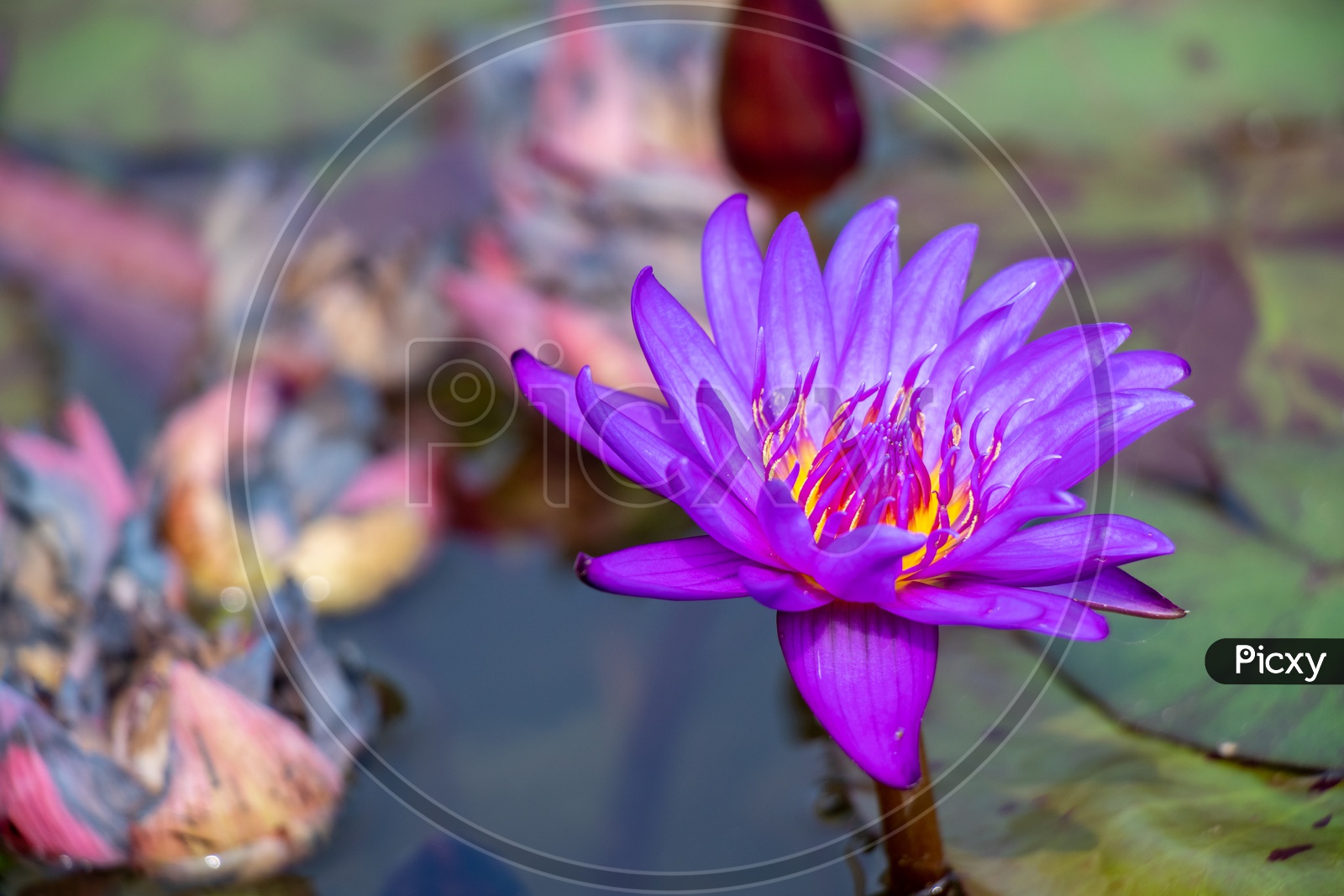 Purple Water Lilly Flower