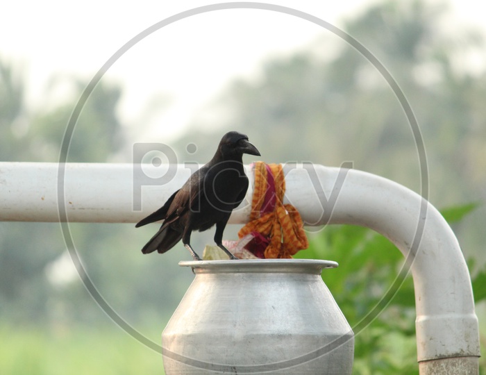 Crow for water