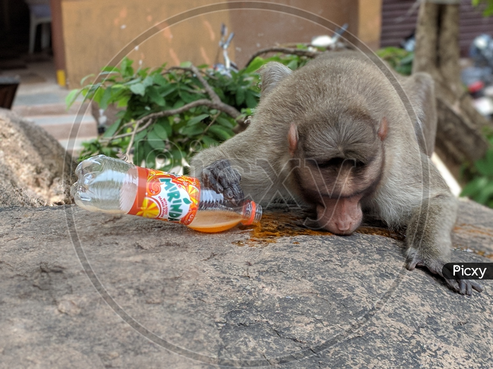 A monkey drinking Mirinda in hot summer afternoon.