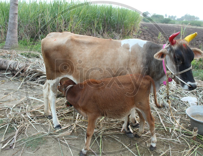 Cow feeds her calf