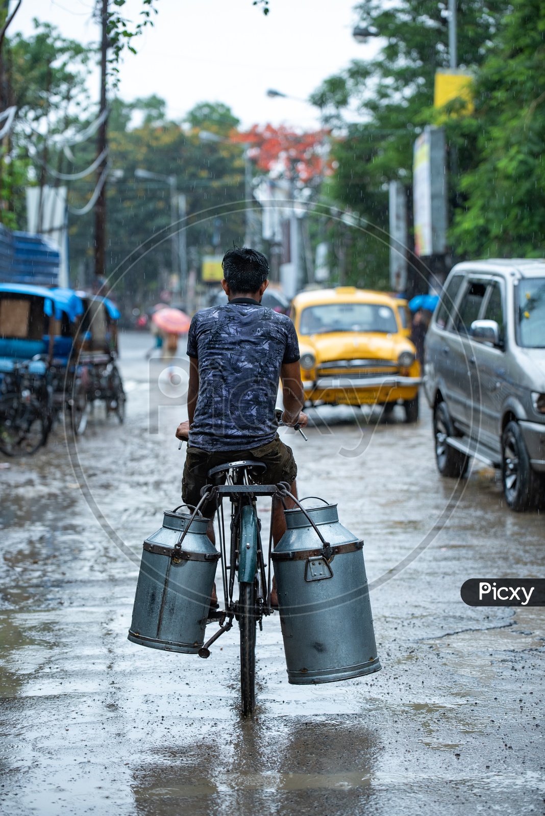 A Milk Boy Or Milk Supplier Carrying Milk Cans On Bicycle  Back  In Heavy Rain  in kolkata