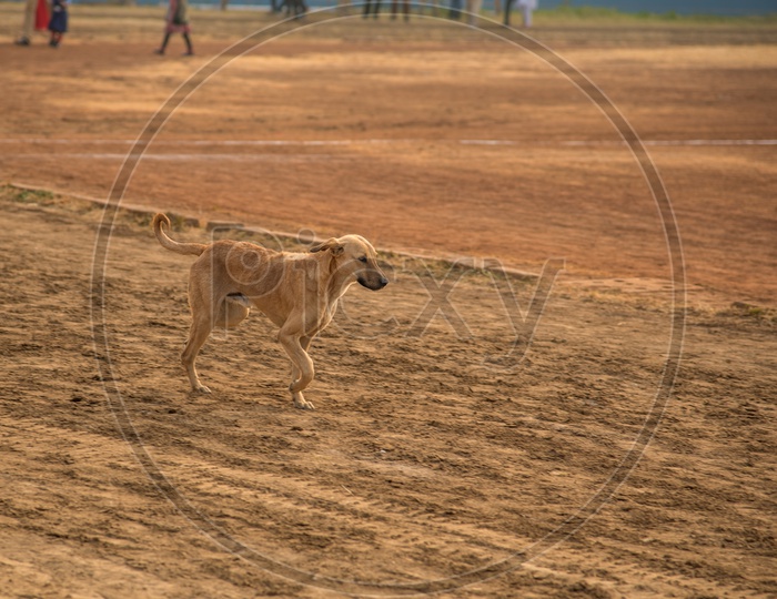 A Dog Running In a Ground With Sand Background