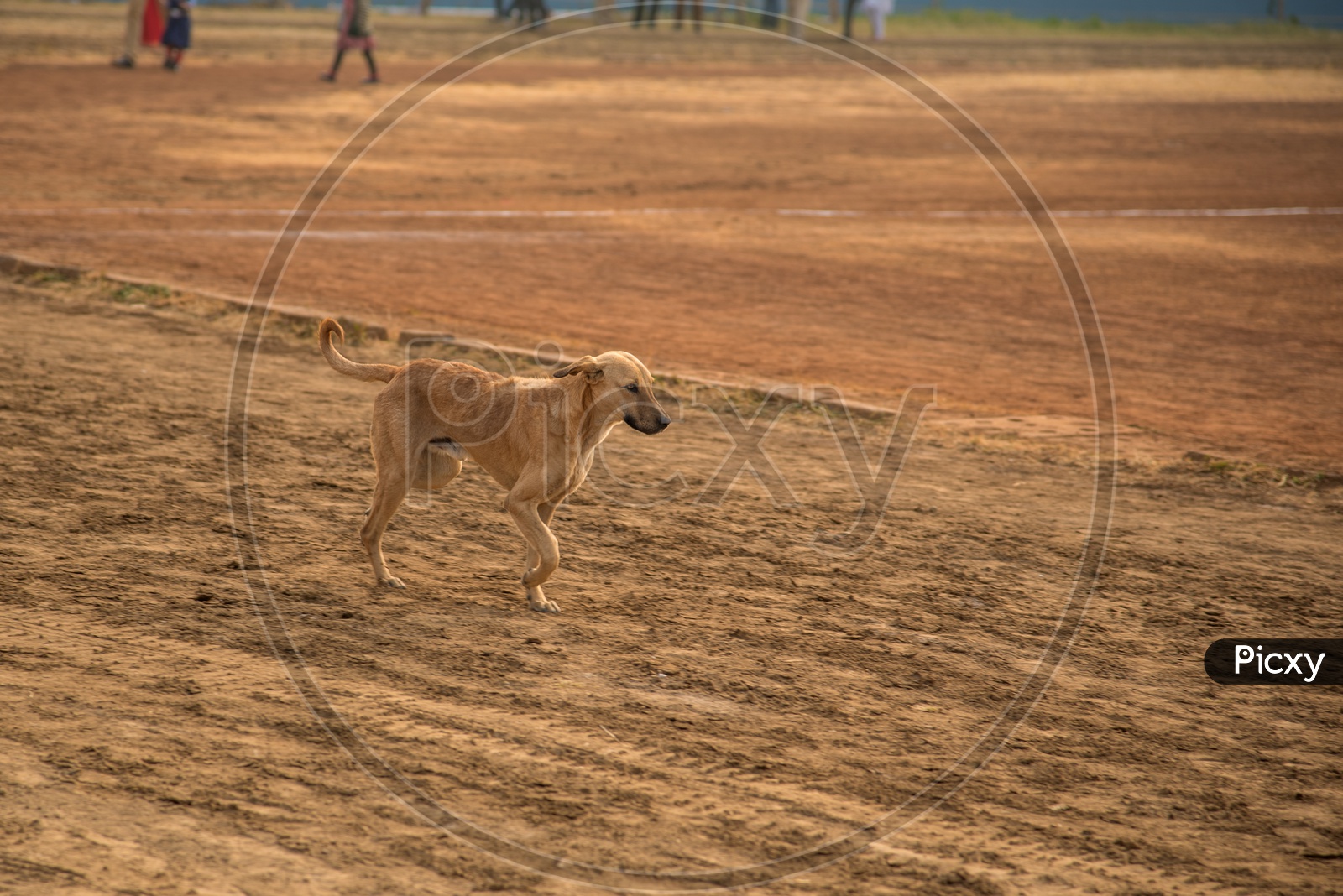 A Dog Running In a Ground With Sand Background