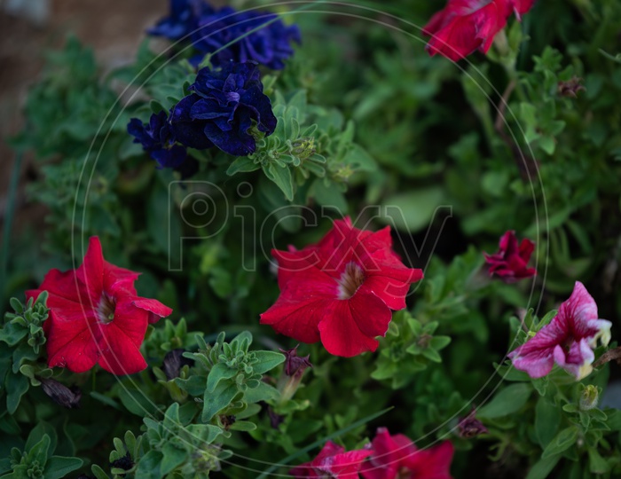 Colorful Petunia Flowers on plants  in a  Garden