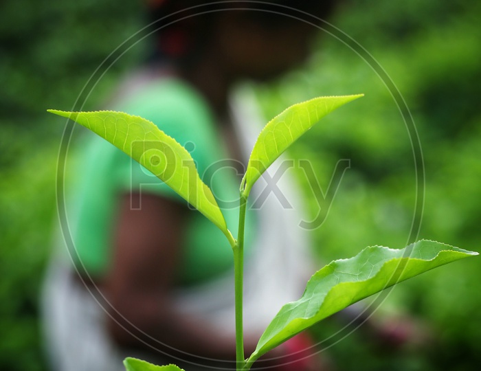 Tea leafs On A Plant In a Tea Plantation Closeup With a Tea Plantation Woman Worker In Background As Bokeh