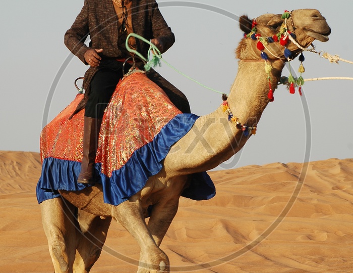 A Desert Man Riding  Camel  Aggressively  on Sand dunes In a  Desert
