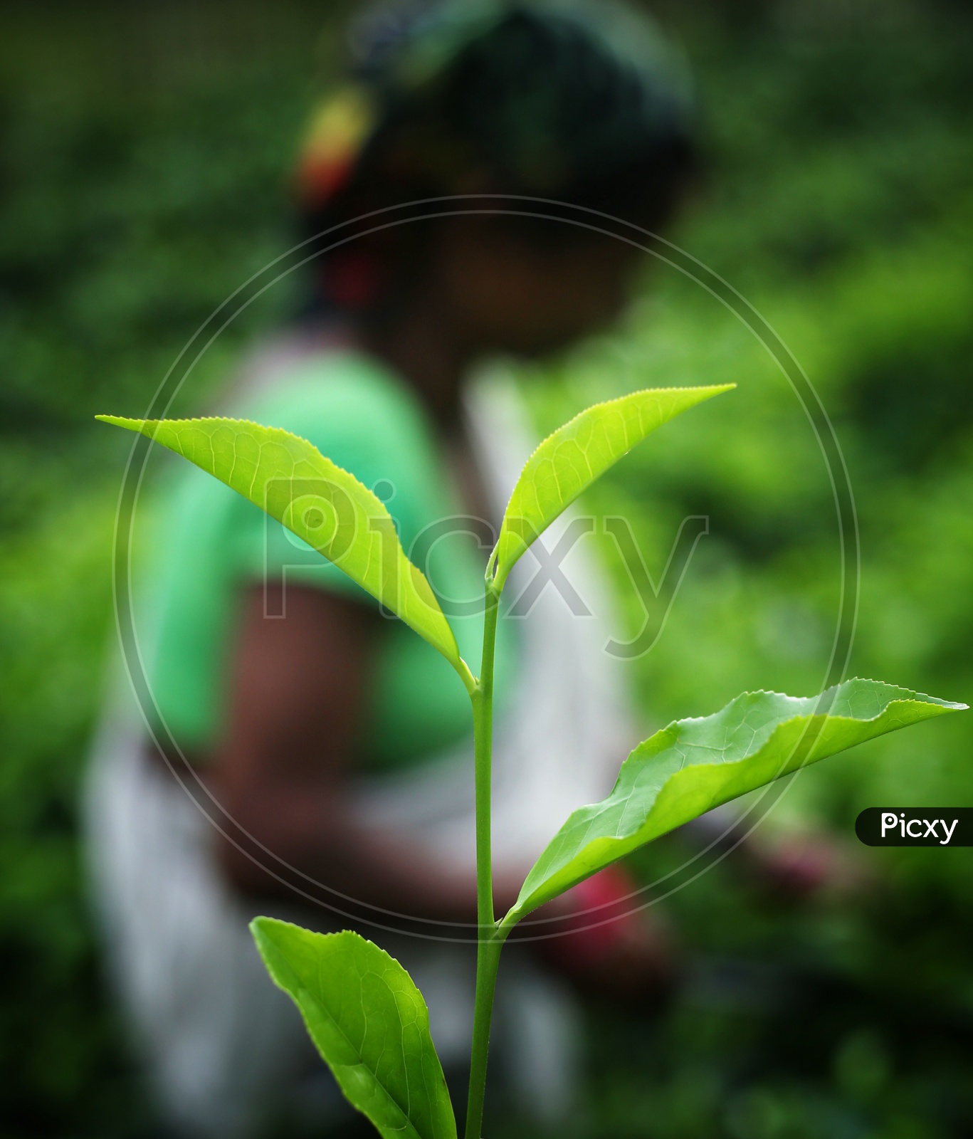 Tea leafs On A Plant In a Tea Plantation Closeup With a Tea Plantation Woman Worker In Background As Bokeh
