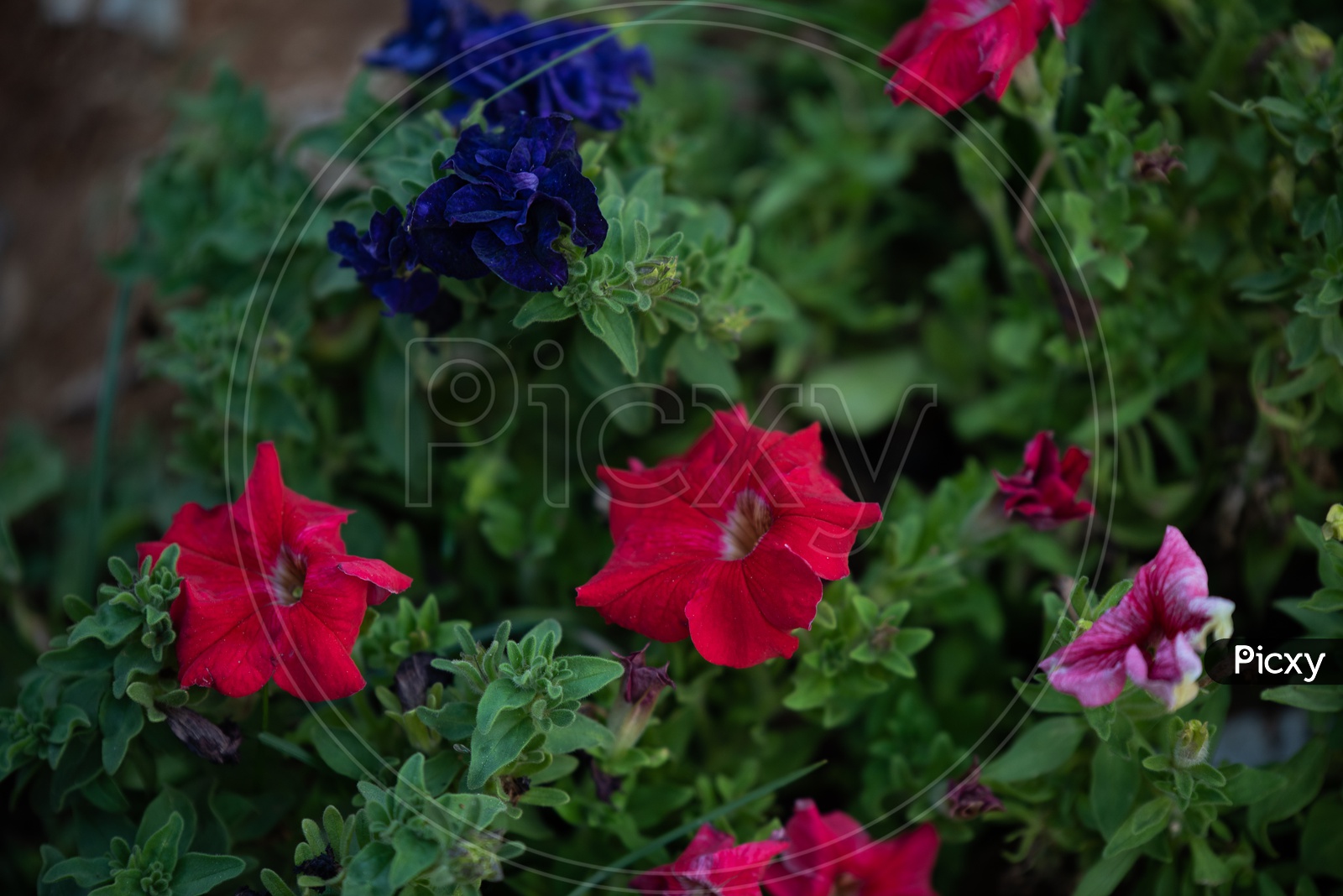 Colorful Petunia Flowers on plants  in a  Garden
