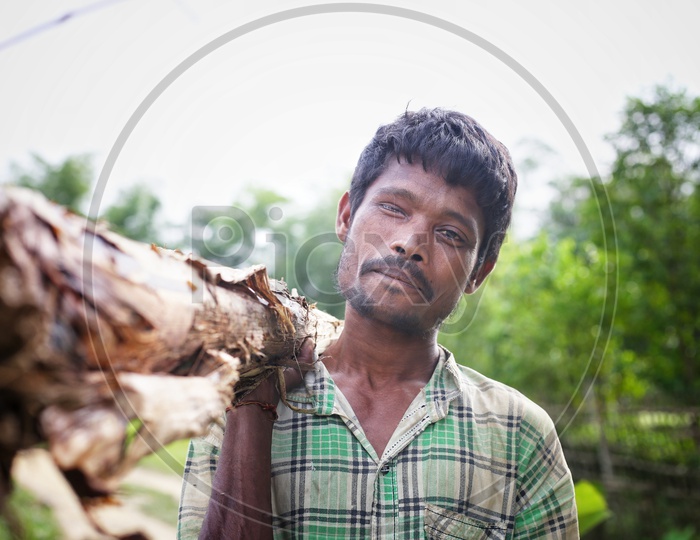 A Farmer In Rural Village Carrying Banana Tree Steam On His Shoulder