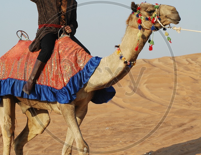 A Desert Man Riding  Camel  Aggressively  on Sand dunes In a  Desert