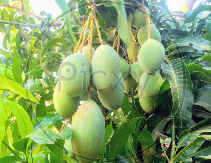 Fresh Green Mangoes On Trees