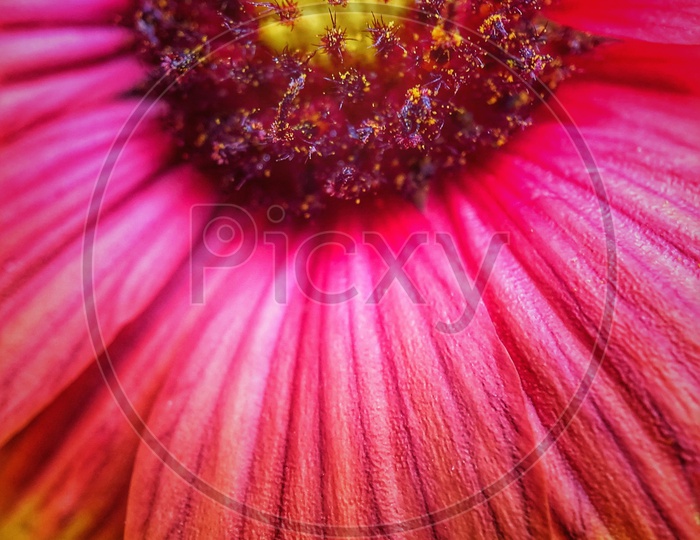 Macro shot of a flower