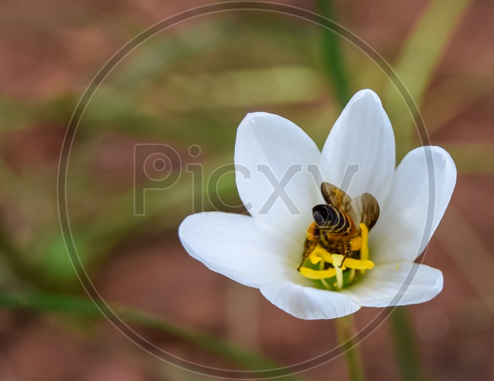Pollination-Bee