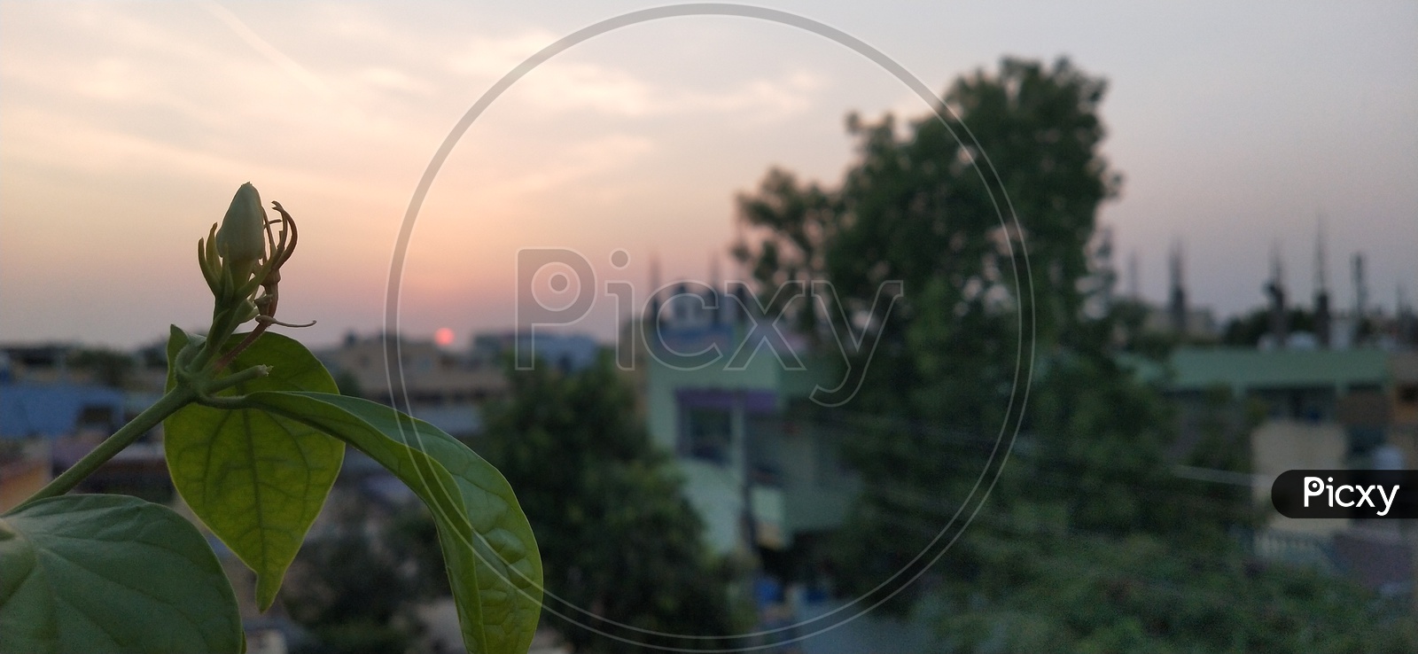 A jasmine bud and a beautiful sunset in one frame