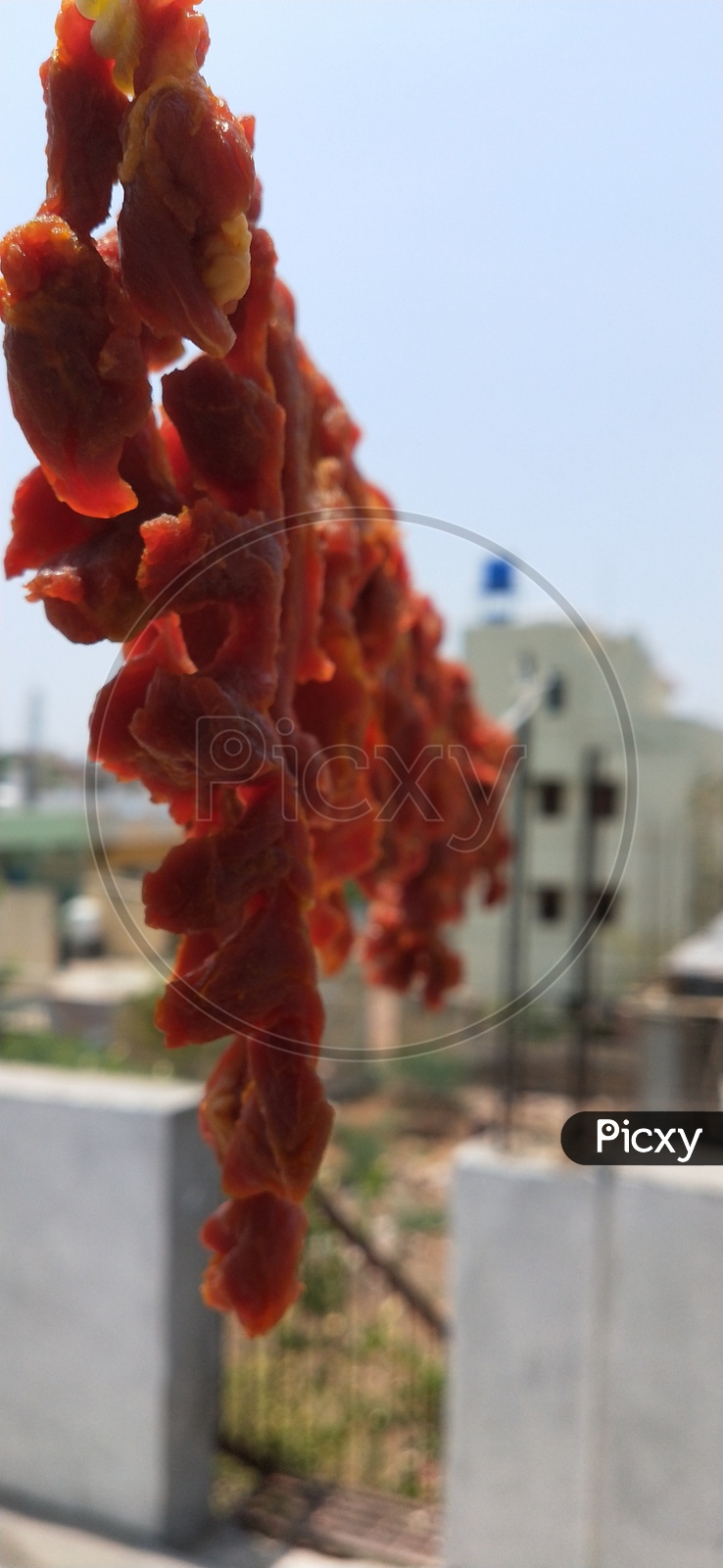 A closer view of fresh mutton piece dried in the hot sun