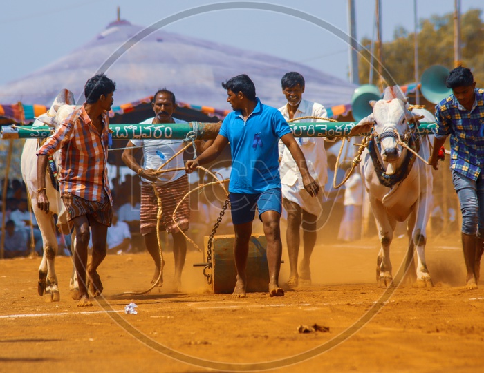 Yeddulapandem an Indian sport in which bulls pull  heavy rocks to win.