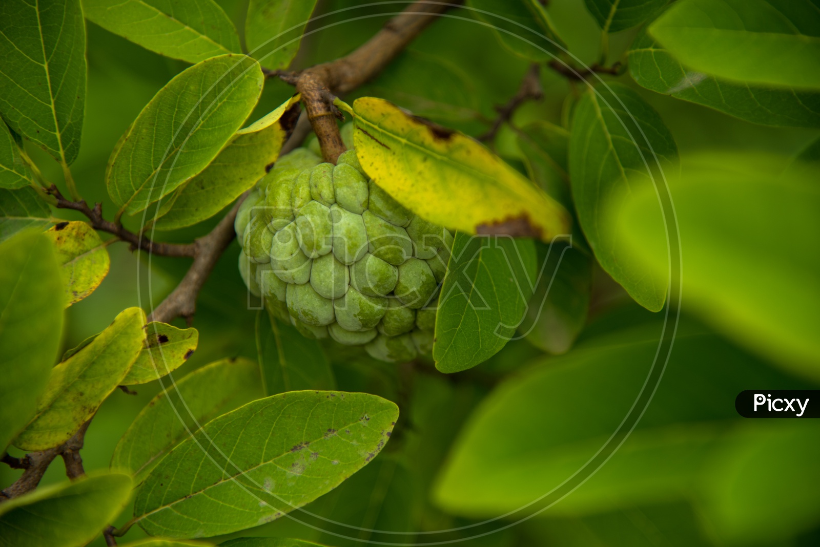 Fresh Green Custard Apples or Sugar Apples Or Seethaphal or Annona  Squamosa Linn   Fruit  Growing On Trees In a  Agricultural Farm