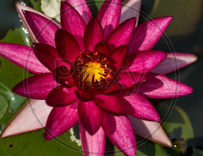 Freshly Blooming  Pink Color   Lotus Flower  in a Pond